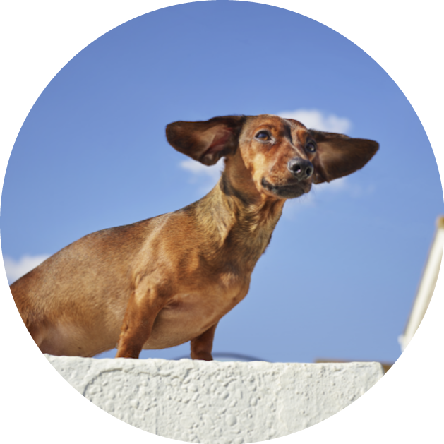 Dogs with MVD | Vetmedin UK